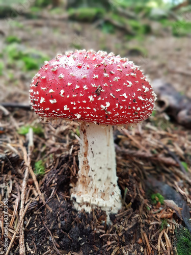 Red mushroom