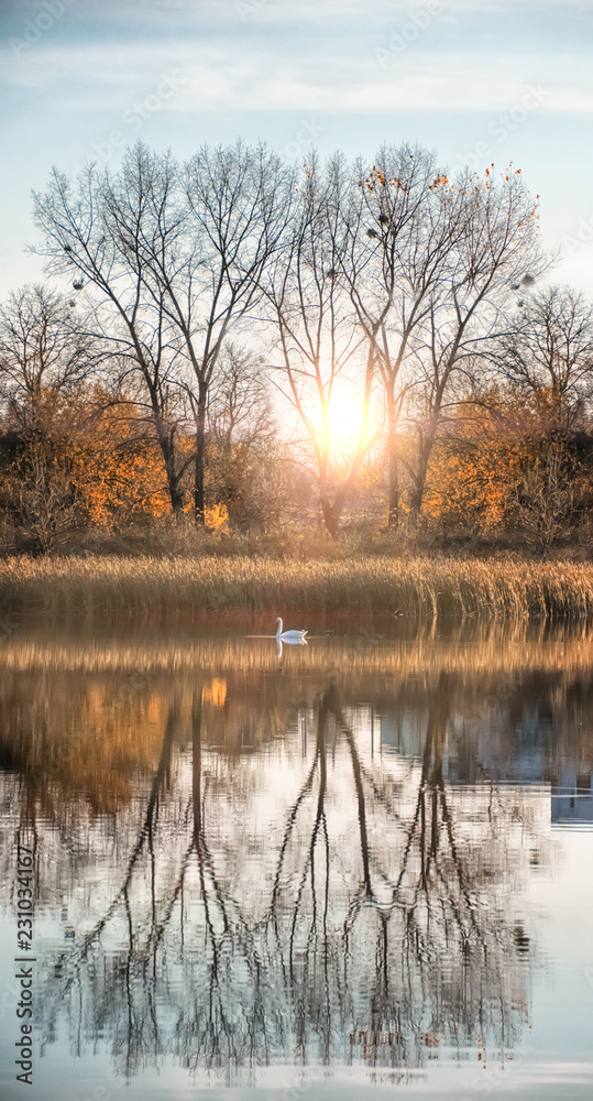 Obraz premium autumn landscape with river and trees swan