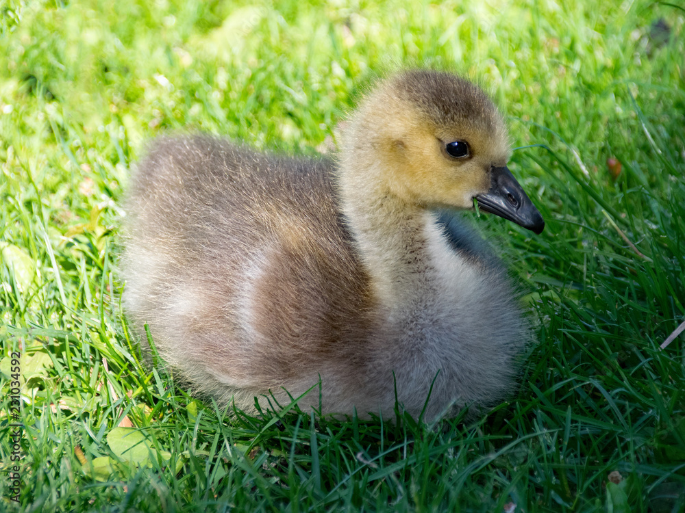 Young Canada Goose Chick at a park in Darmstadt, Hesse, Germany Stock Photo  | Adobe Stock