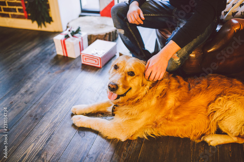 adult dog a golden retriever,abrador lies next to the owner's legs of a male breeder.In the interior of house on a wooden floor near the window with a Christmas,Christmas decor and boxes with gifts photo