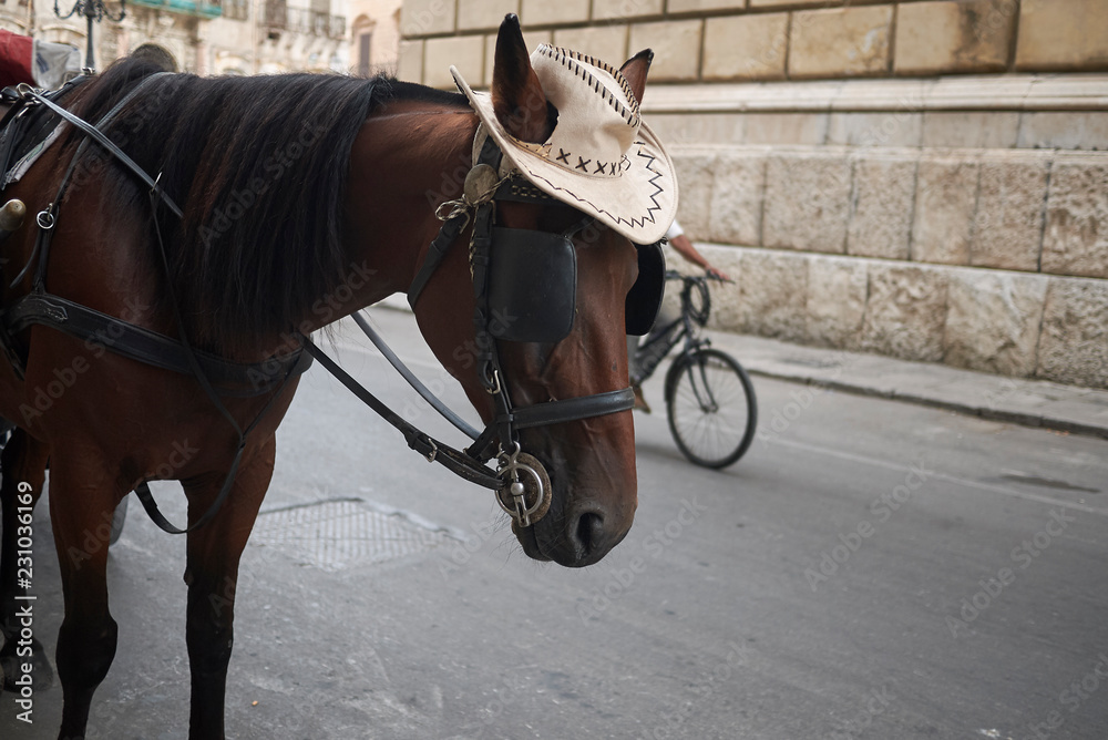 Obraz premium Palermo, Italy - September 07, 2018 : Horse with a hat