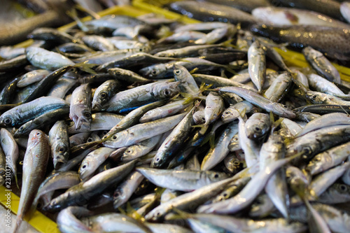 Sea fish in the market