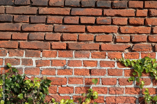Ivy covered brick wall © Petru