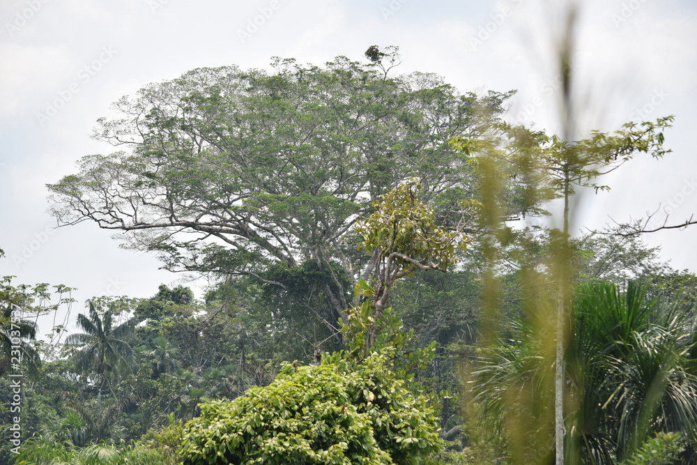 Fototapeta premium Naturaleza Ecuatoriana y Plantas