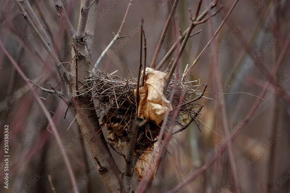 nest nest
