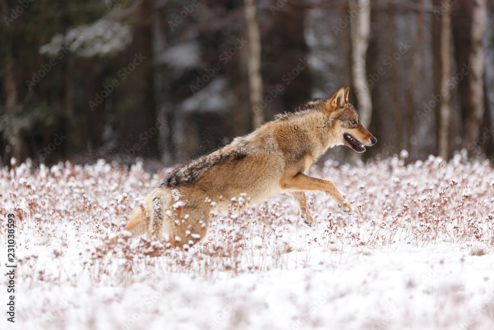 Obraz premium Wolf im Winter