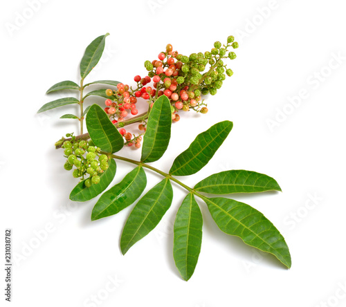 Schinus terebinthifolia or Brazilian peppertree, aroeira or rose pepper, broadleaved pepper tree, wilelaiki or wililaiki, Christmasberry and Florida Holly isolated. photo