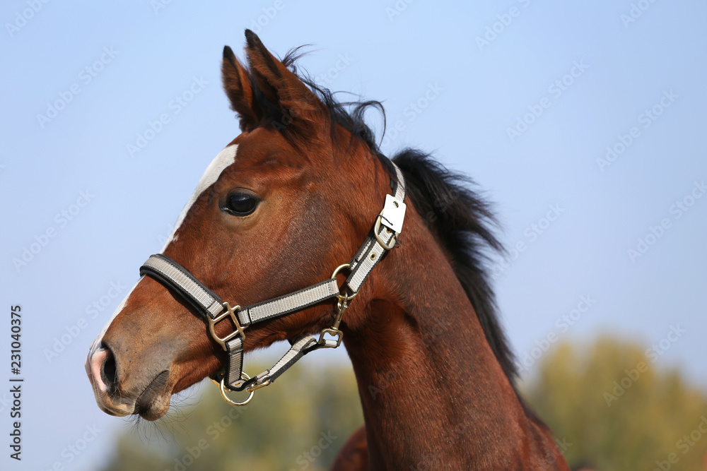 Close shot of a few month old chestnut young horse on blurred green trees background Close shot of a few month old chestnut young horse on blurred green trees background