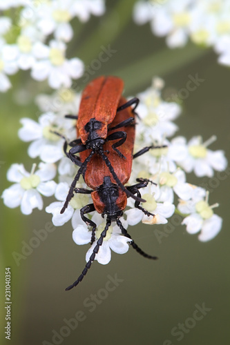 Red beetles mating photo