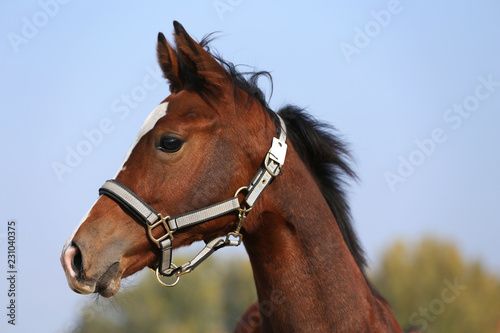 Close shot of a few month old chestnut young horse on blurred green trees background