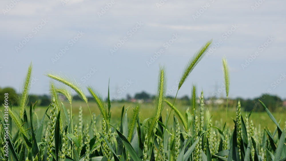 Fototapeta premium Crops Maturing