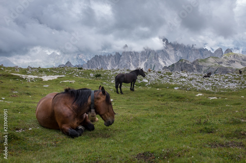 Wild horses resting in a green meadow in the dolomites