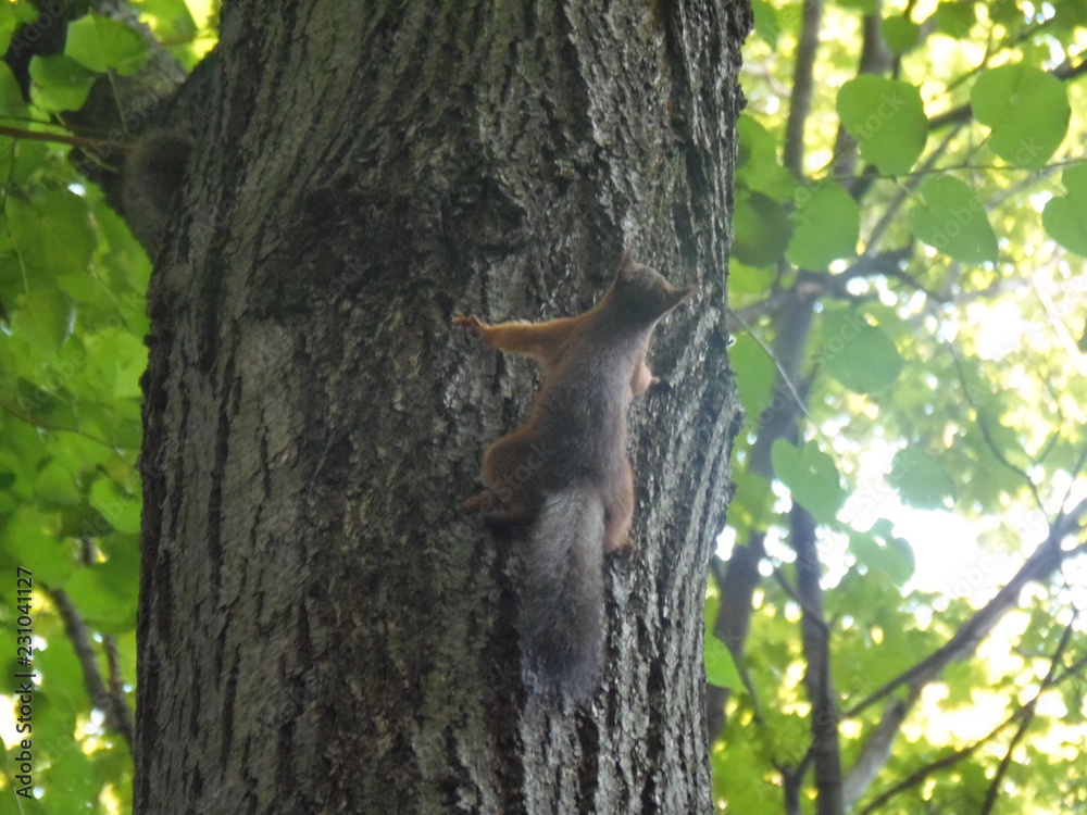 Obraz premium Moscow, Neskuchny garden, squirrel on a tree