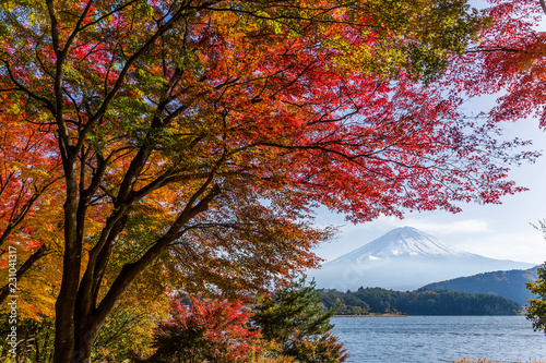 Maple tree and mountain Fuji in autumn © leungchopan