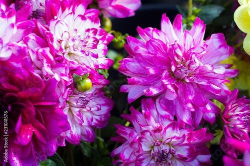 Raspberry background from colorful dahlia