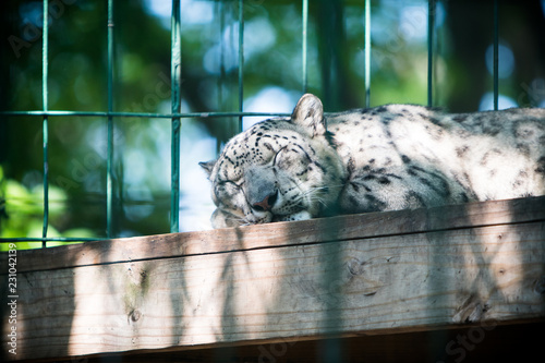 Snow leopard resting 