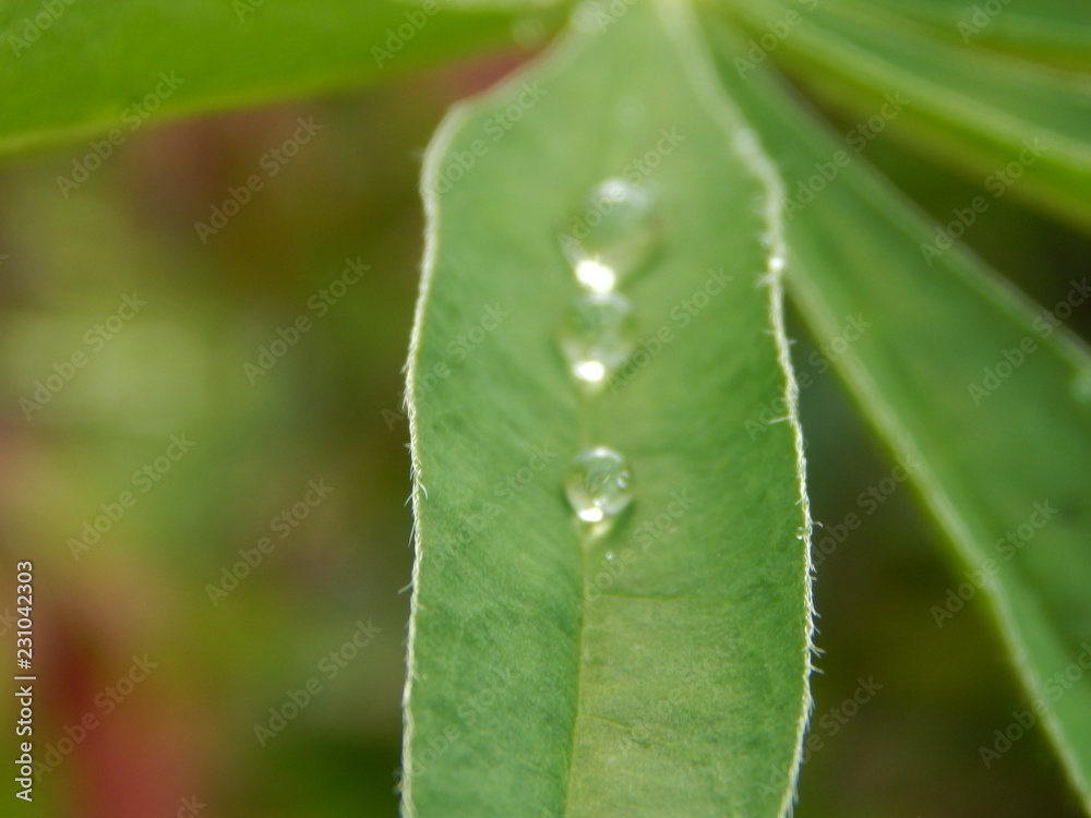 Raindrops on a flower Raindrops on a flower