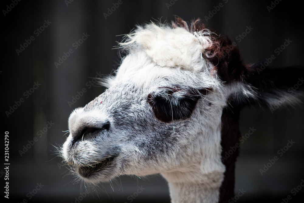 Fototapeta premium Silly llama posing 