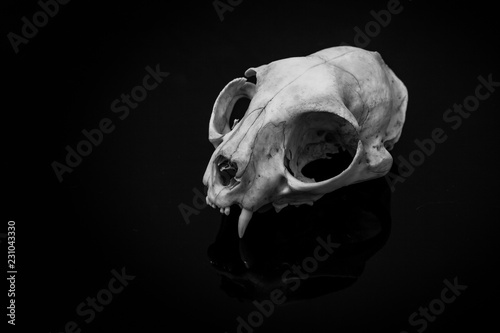Fototapeta Naklejka Na Ścianę i Meble -  animal skull on a dark background