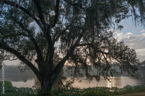 sunrise through the oak tree