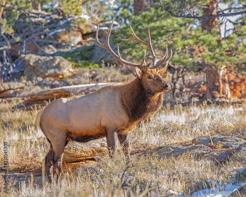 Bull elk during rut at Rocky Mountain National Park