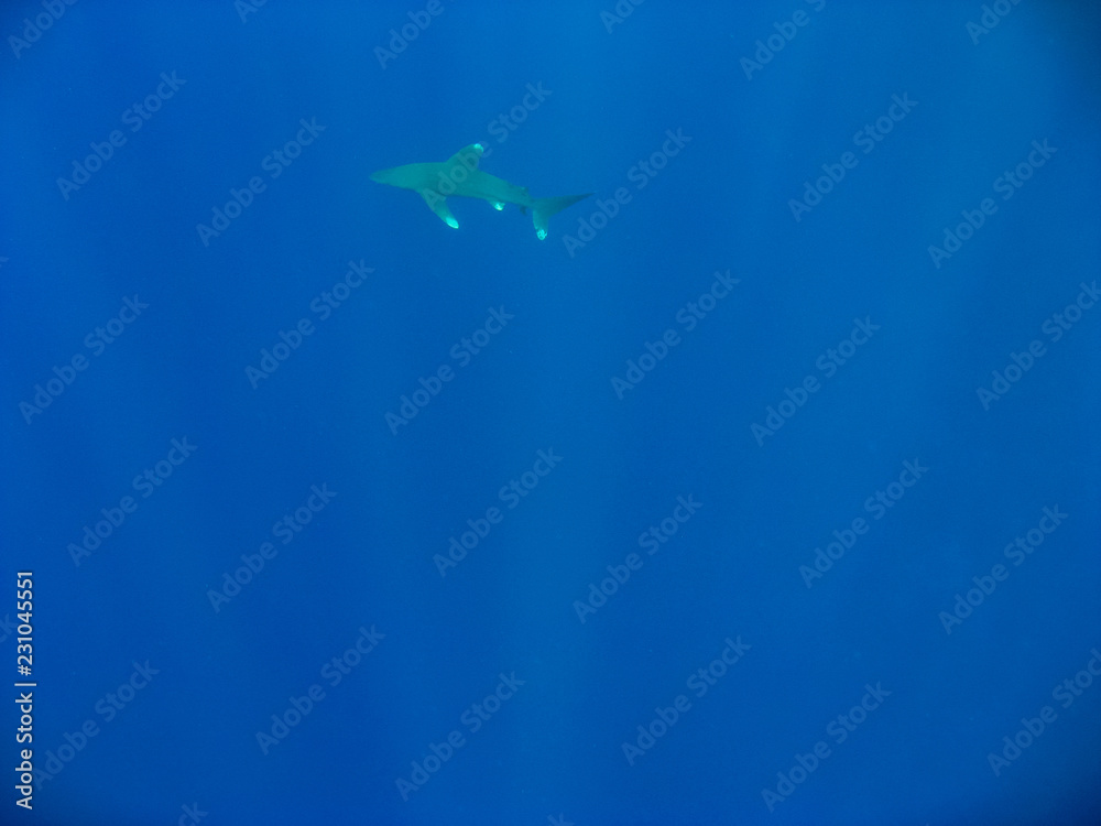 Obraz premium Shark