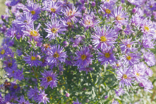 Autumn beautiful lilac flowers on the flower bed in Sunny weather