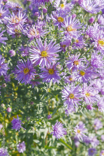 Autumn beautiful lilac flowers on the flower bed in Sunny weather