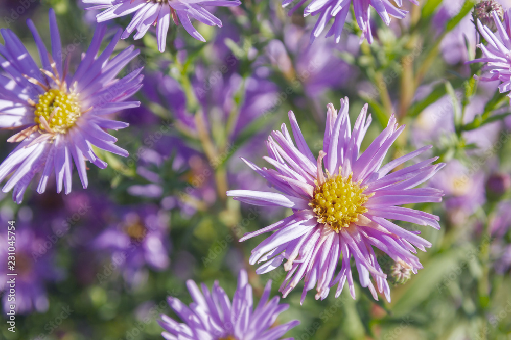 Autumn beautiful lilac flowers on the flower bed in Sunny weather Autumn beautiful lilac flowers on the flower bed in Sunny weather