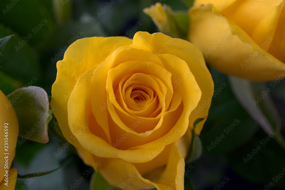 gelbe rose gelbe rose