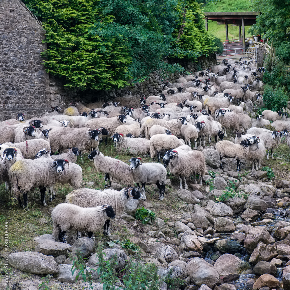 Fototapeta premium Herd of sheep in the Yorkshire Dales