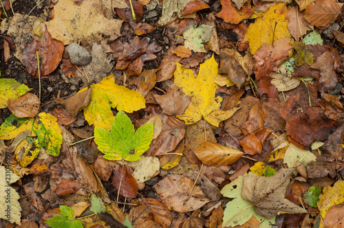 texture of autumnal leaves falling on the floor in the forest