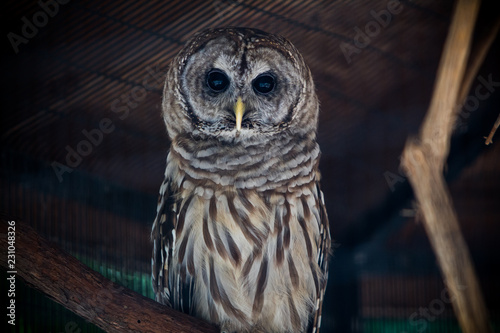 Owl posing  photo