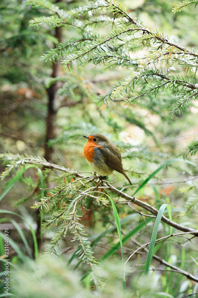 little ruffled robin chick little ruffled robin chick