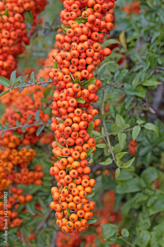 Früchte vom Feuerdorn, Pyracantha photo