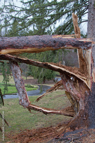 Pine Tree Shattered By Gale Force Winds