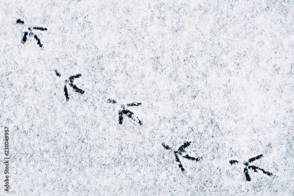 Bird tracks on fresh snow in winter. Top view, close-up, copy space Bird tracks on fresh snow in winter. Top view, close-up, copy space