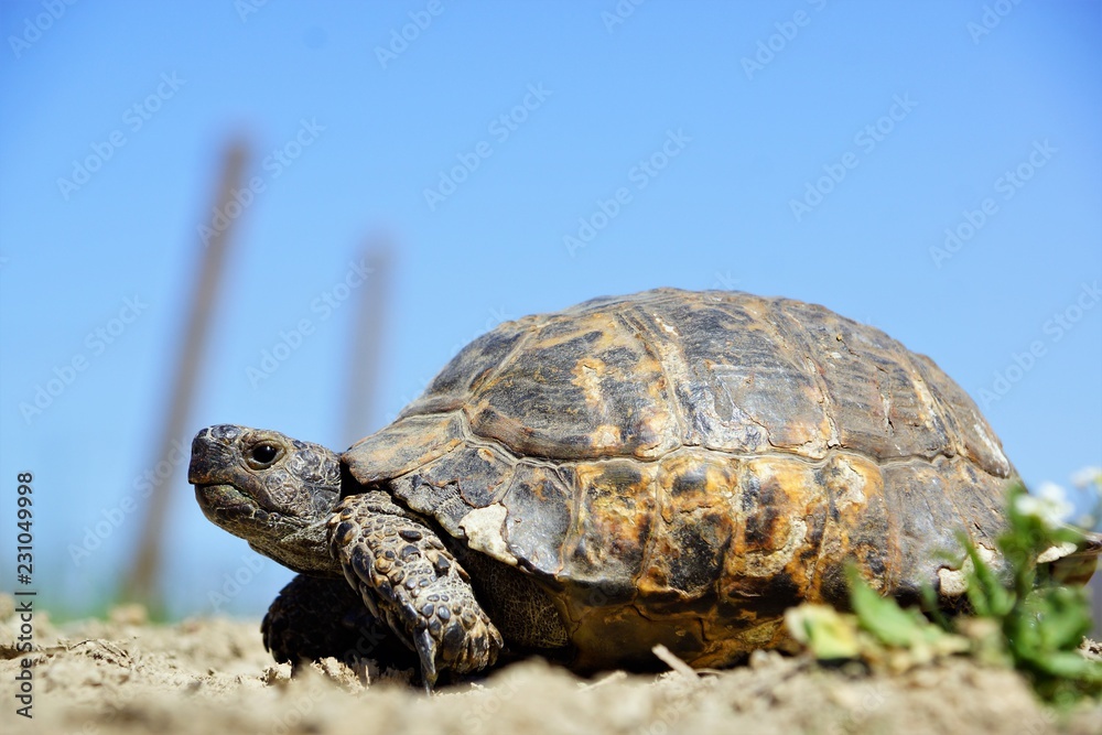 Obraz premium turtle on a rock