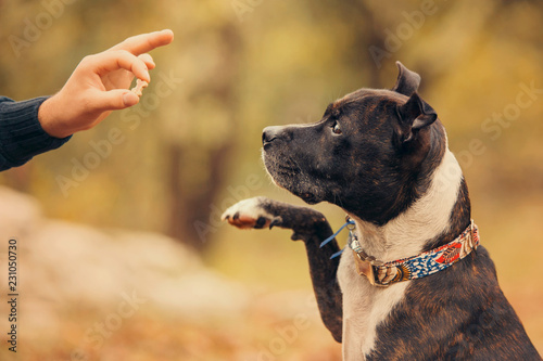 Fotobehang dog with a reward