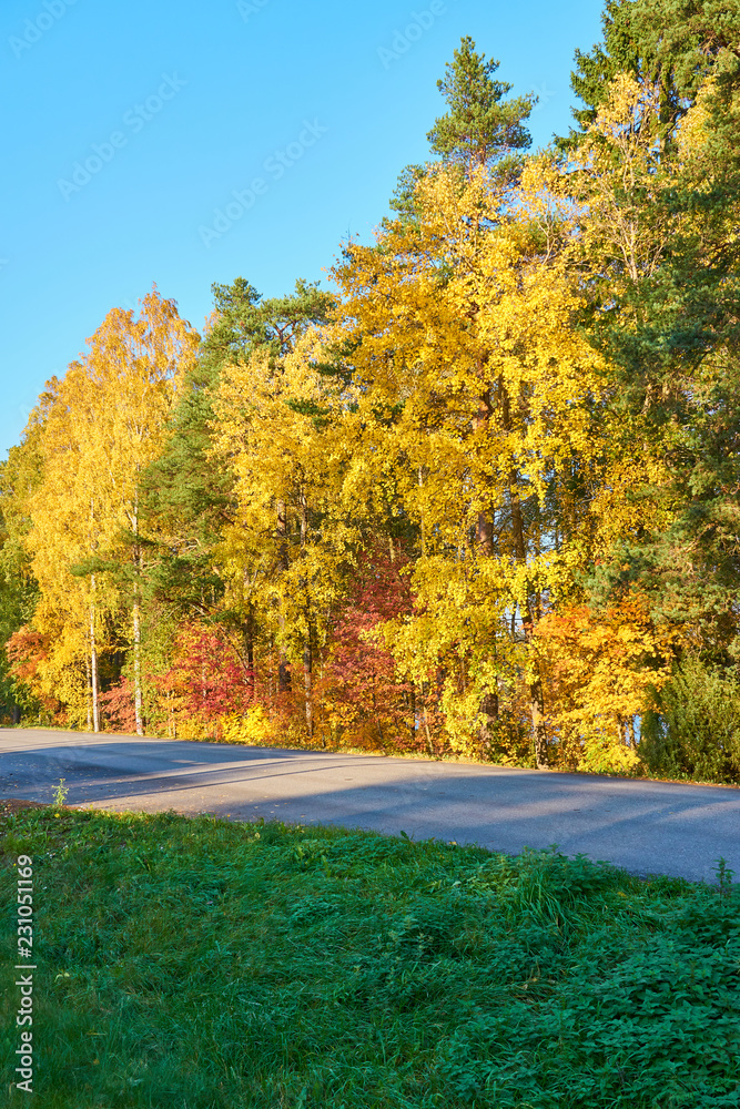                                Asphalt road with autumn colorful trees on a background and green grass on a foreground.  
