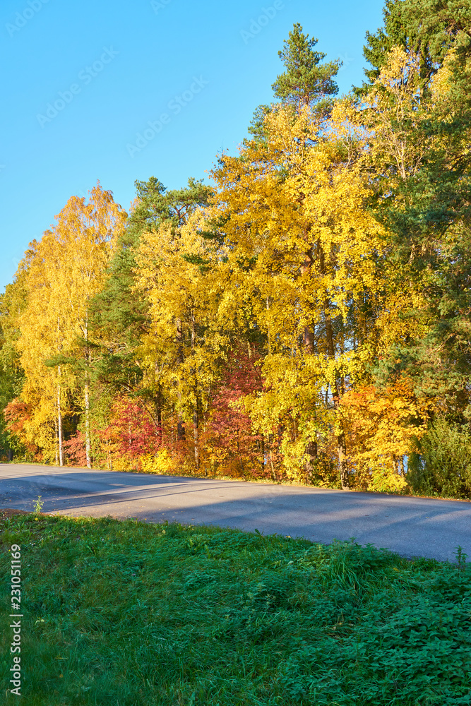 Obraz premium Asphalt road with autumn colorful trees on a background and green grass on a foreground. 