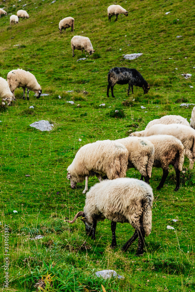 Fototapeta premium Sheep on the mountain fields.