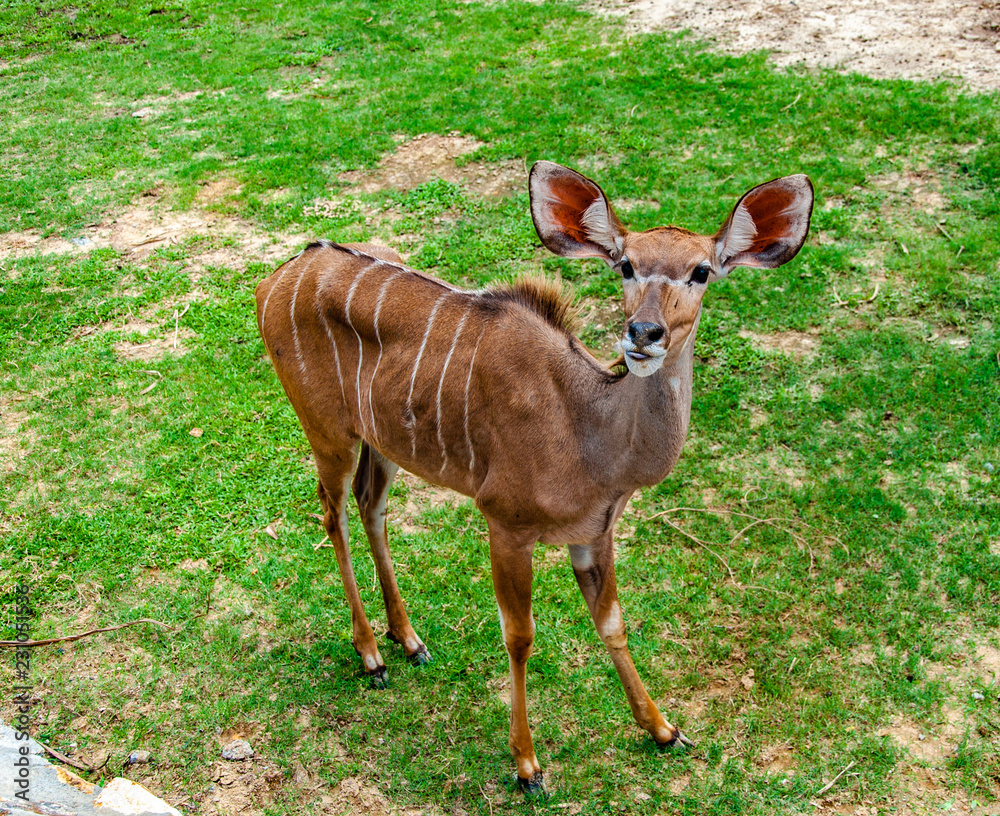 Fototapeta premium deer in the meadow