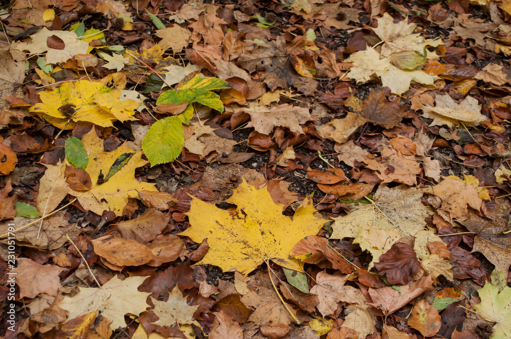 texture of autumnal leaves falling on the floor in the forest texture of autumnal leaves falling on the floor in the forest