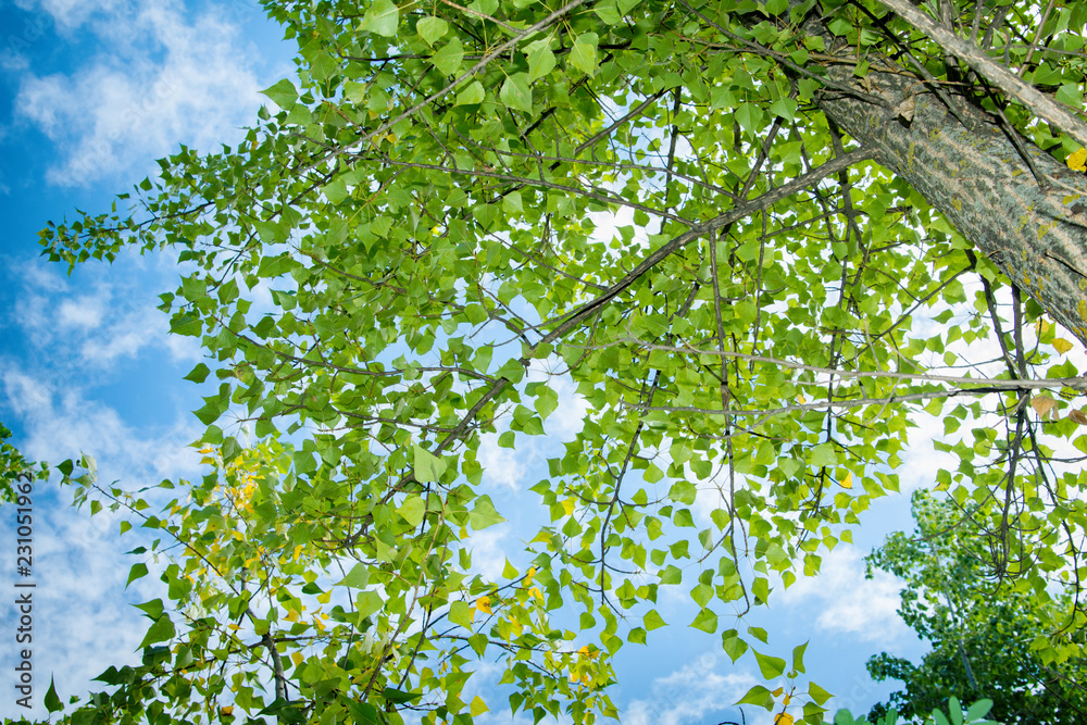 Fototapeta premium Walk through the autumn Poplar forest. A trip on mushrooms. Morning in the forest.