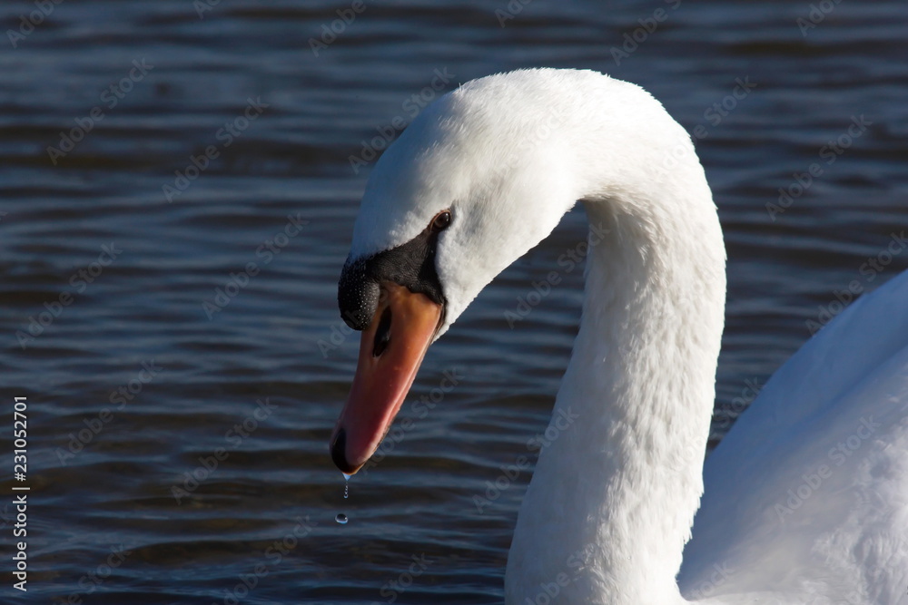 Höckerschwan