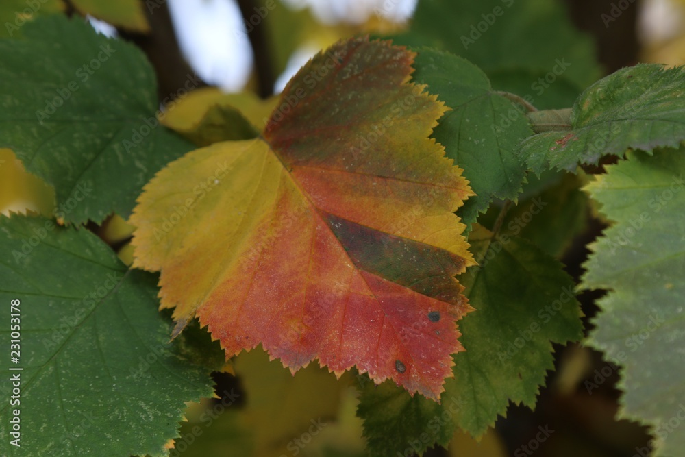 Obraz premium Colorful leaf 