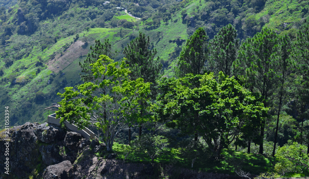 Obraz premium vista de bosque