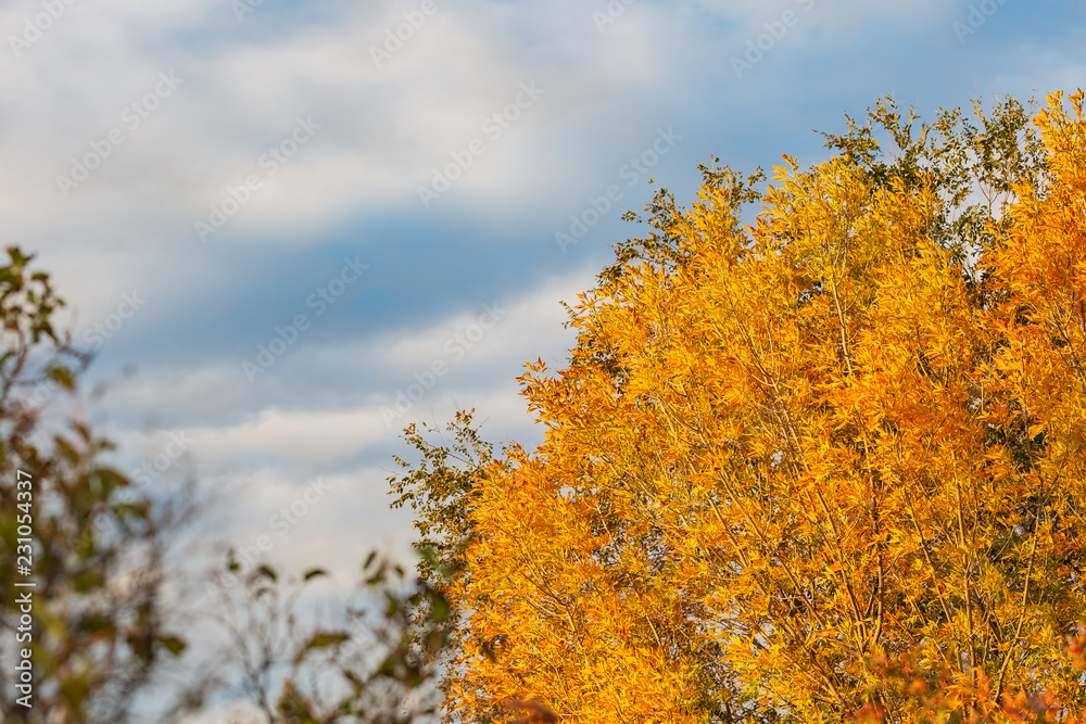 Bright yellow autumn trees against the blue sky. Background Bright yellow autumn trees against the blue sky. Background