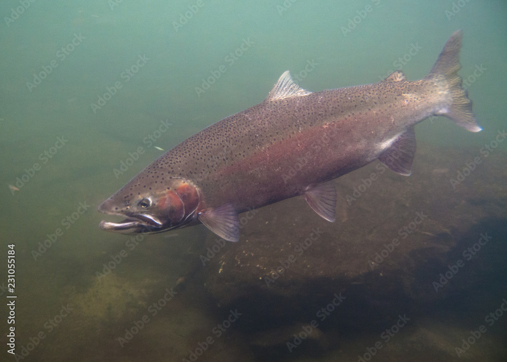 Steelhead